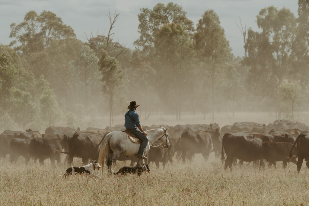Cowboy wearing hat sits on a gray horse guiding a large herd of cattle through a dusty field with trees in the background